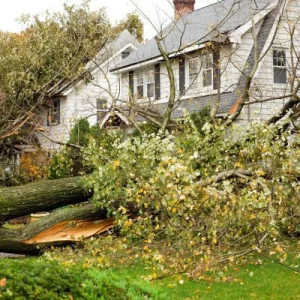 Storm damaged tree on the roof of a home